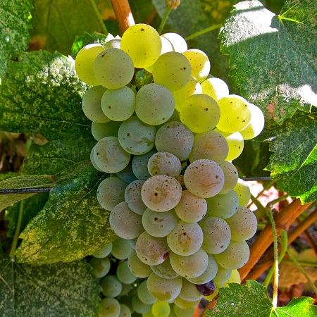 Five Uncommon Varietals You Should be Drinking Right Now - WineBags.com